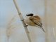 Eurasian Penduline-Tit (Remiz pendulinus)