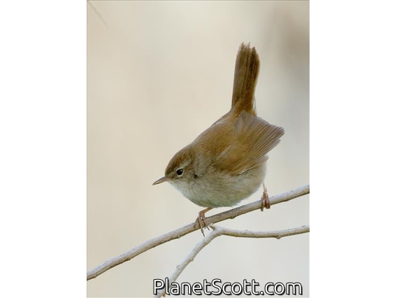 Cetti's Warbler (Cettia cetti)