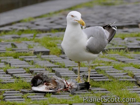 Yellow-legged Gull (Larus michahellis)