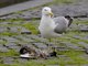 Yellow-legged Gull (Larus michahellis)