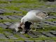 Yellow-legged Gull (Larus michahellis)