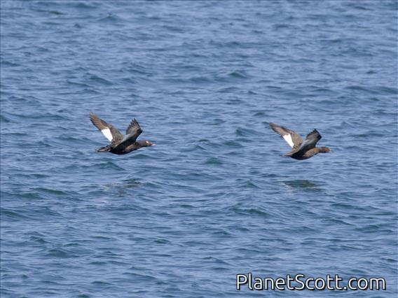 White-winged Scoter (Melanitta deglandi)
