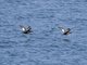 White-winged Scoter (Melanitta deglandi)
