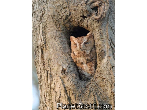Eastern Screech-Owl (Megascops asio)