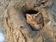 Eastern Screech-Owl (Megascops asio)