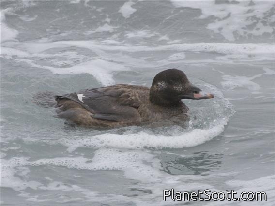 White-winged Scoter (Melanitta deglandi) - Female
