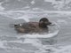 White-winged Scoter (Melanitta deglandi) - Female