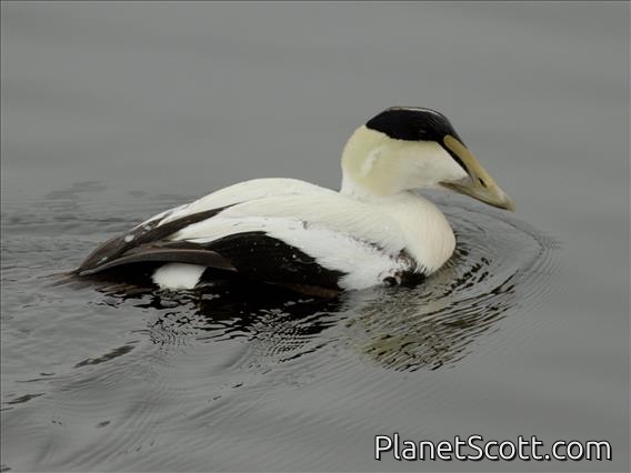 Common Eider (Somateria mollissima)