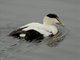 Common Eider (Somateria mollissima)