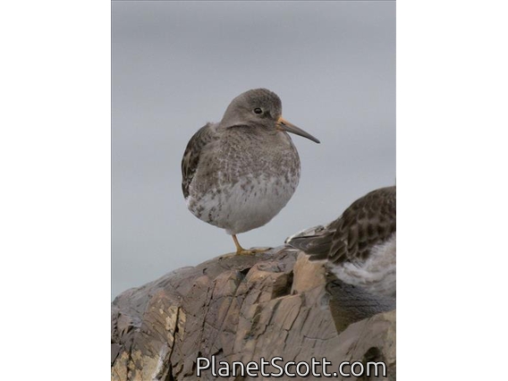 Purple Sandpiper (Calidris maritima)