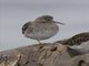 Purple Sandpiper (Calidris maritima)