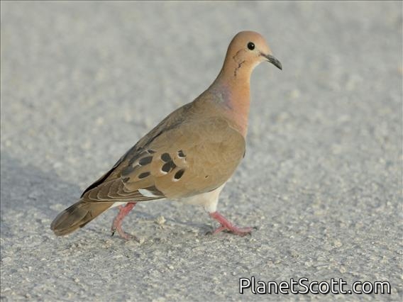 Zenaida Dove (Zenaida aurita)