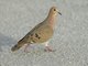 Zenaida Dove (Zenaida aurita)