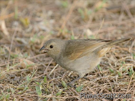 Barbados Bullfinch (Loxigilla barbadensis)