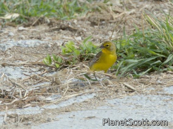 Grassland Yellow-Finch (Sicalis luteola)