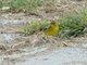 Grassland Yellow-Finch (Sicalis luteola)