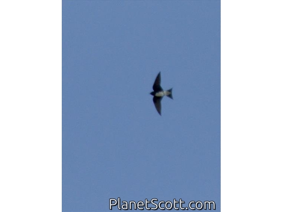 Caribbean Martin (Progne dominicensis)