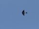 Caribbean Martin (Progne dominicensis)