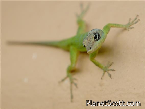 Barbados Anole (Anolis extremus)