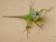 Barbados Anole (Anolis extremus)