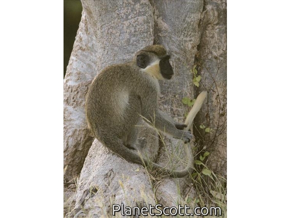 Green Monkey (Chlorocebus sabaeus)