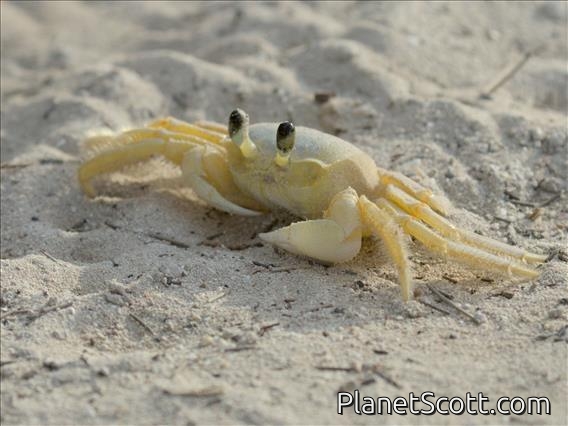 Atlantic Ghost Crab (Ocypode quadrata)