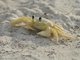 Atlantic Ghost Crab (Ocypode quadrata)