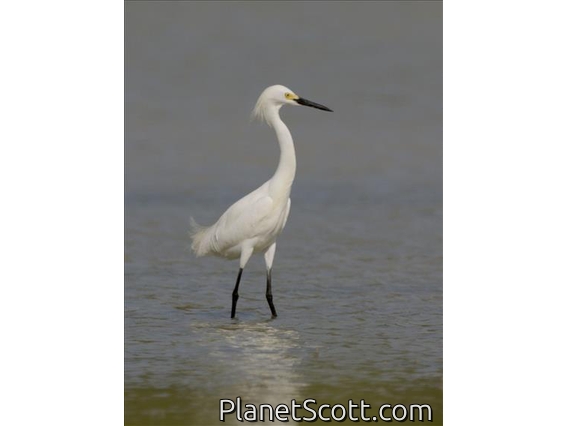 Snowy Egret (Egretta thula)
