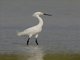 Snowy Egret (Egretta thula)