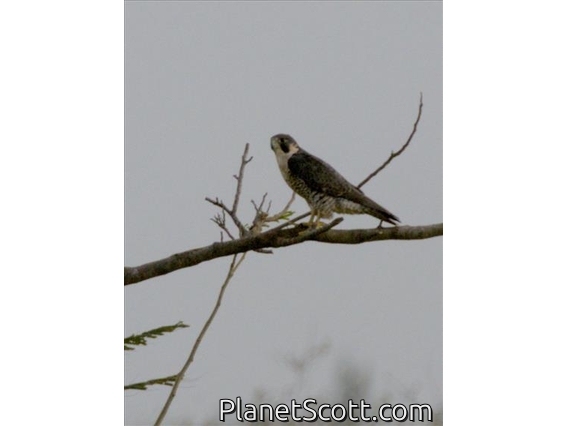Peregrine Falcon (Falco peregrinus)