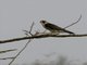 Peregrine Falcon (Falco peregrinus)