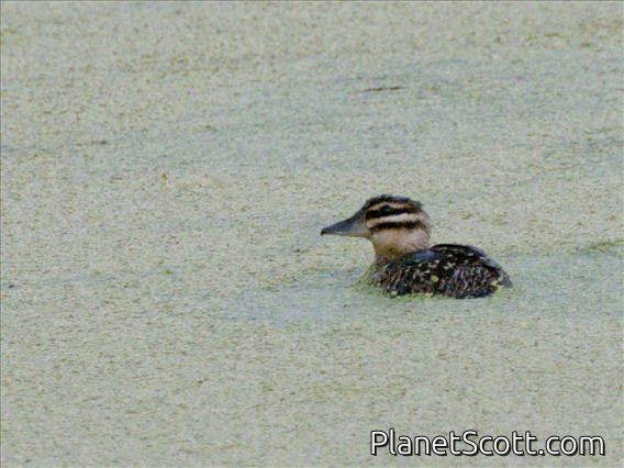 Masked Duck (Oxyura dominica)