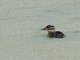 Masked Duck (Oxyura dominica)