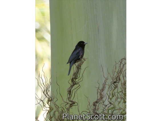 Shiny Cowbird (Molothrus bonariensis)