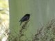 Shiny Cowbird (Molothrus bonariensis)