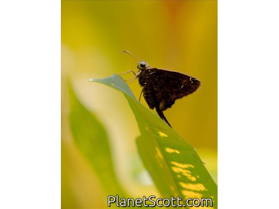 Dark Longtail (Thorybes obscurus)