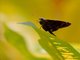 Dark Longtail (Thorybes obscurus)