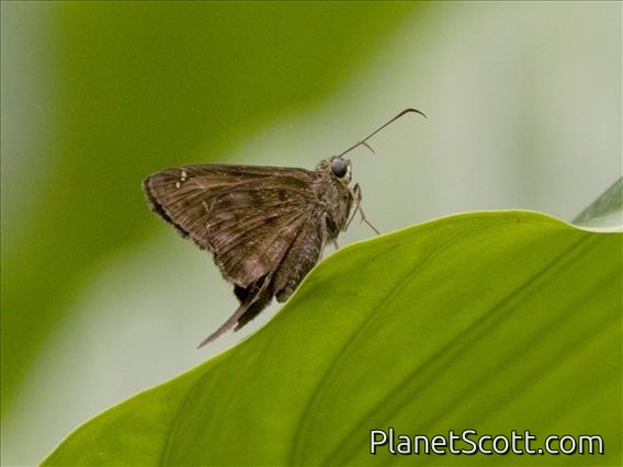 Dorantes Longtail (Thorybes dorantes)