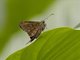 Dorantes Longtail (Thorybes dorantes)