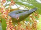 Scaly-naped Pigeon (Patagioenas squamosa)