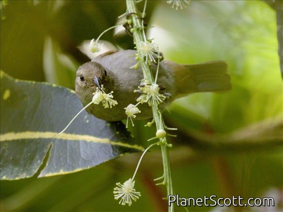 Barbados Bullfinch (Loxigilla barbadensis)