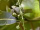Barbados Bullfinch (Loxigilla barbadensis)