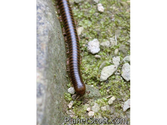Iron Millipede (Leptogoniulus sorornus)