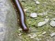 Iron Millipede (Leptogoniulus sorornus)