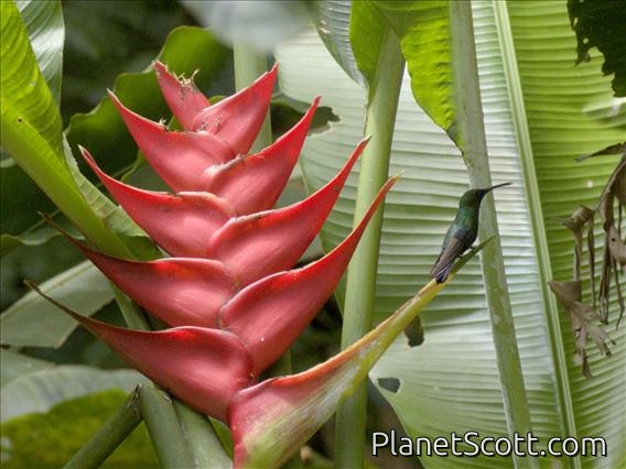 Green-throated Carib (Eulampis holosericeus)