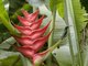 Green-throated Carib (Eulampis holosericeus)