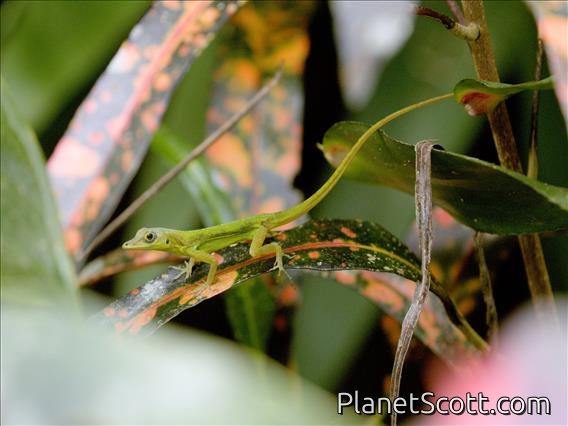 Barbados Anole (Anolis extremus)