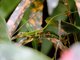 Barbados Anole (Anolis extremus)