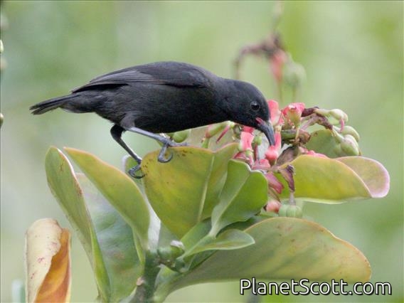Bananaquit (Coereba flaveola)