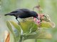 Bananaquit (Coereba flaveola)